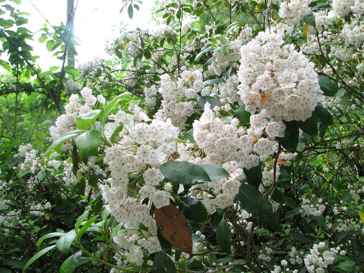 Laurel, VA - Kalmia latifolia - Wikispecies